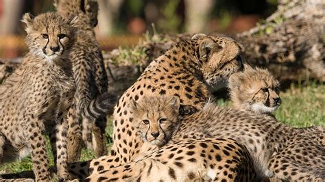 Cheetahs in san diego. Things To Know About Cheetahs in san diego. 